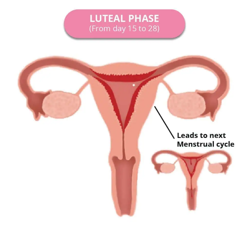 Luteal Phase