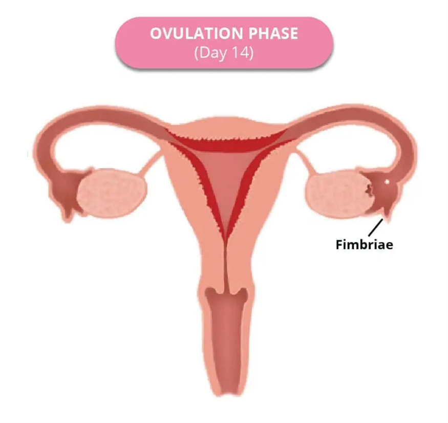 Ovulation